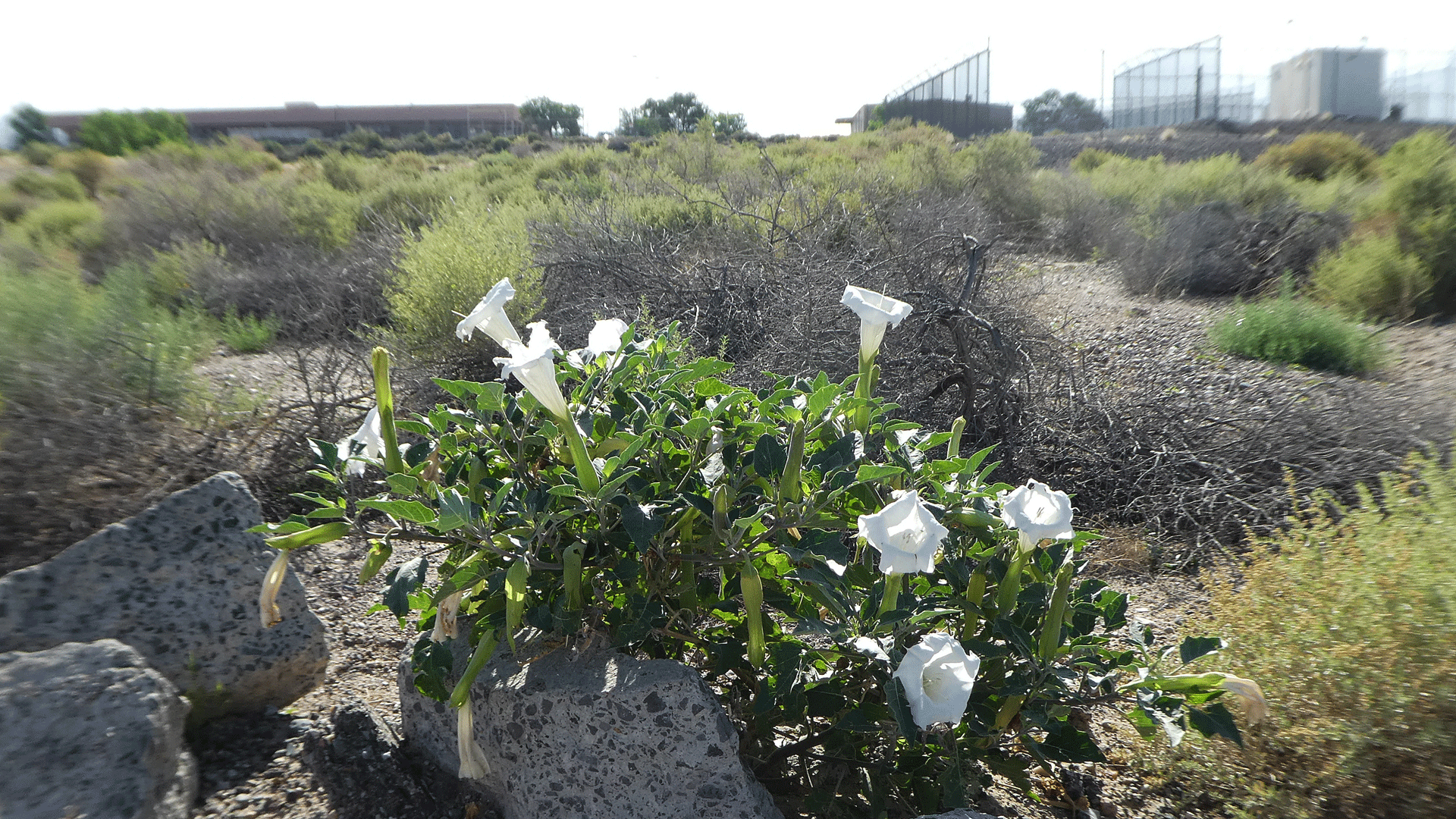 Albuquerque, June 2020