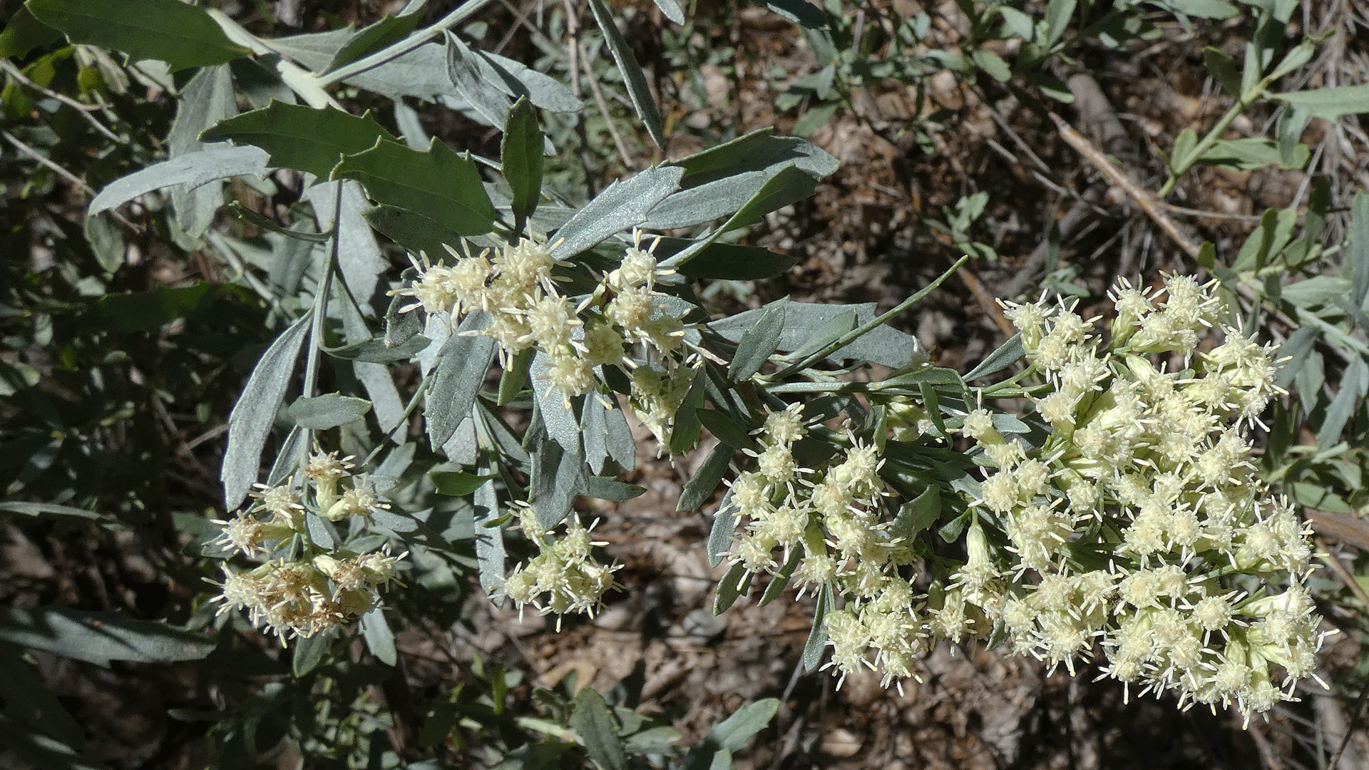 Rio Grande Bosque, Albuquerque, August 2020