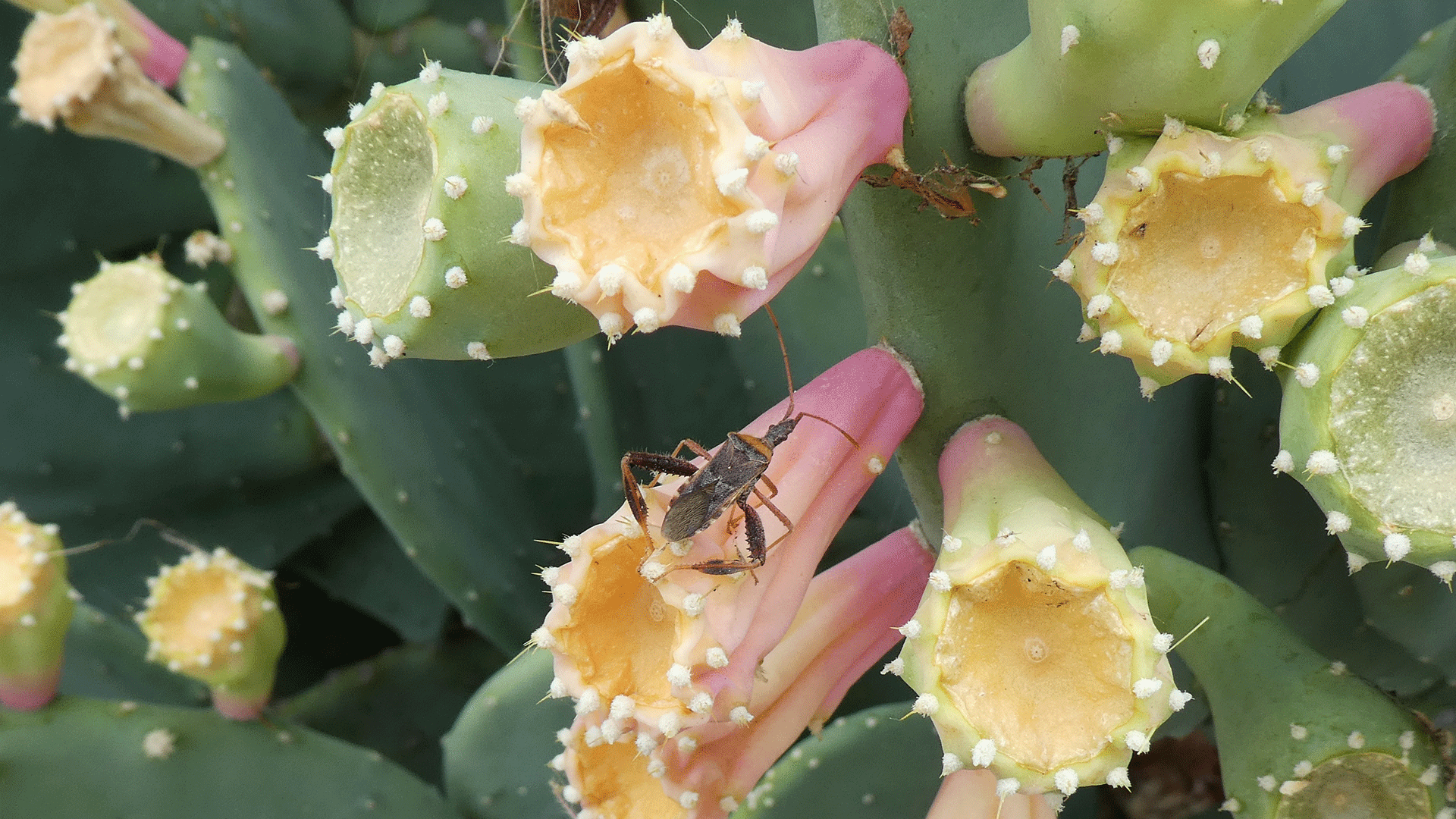 Albuquerque, July 2020