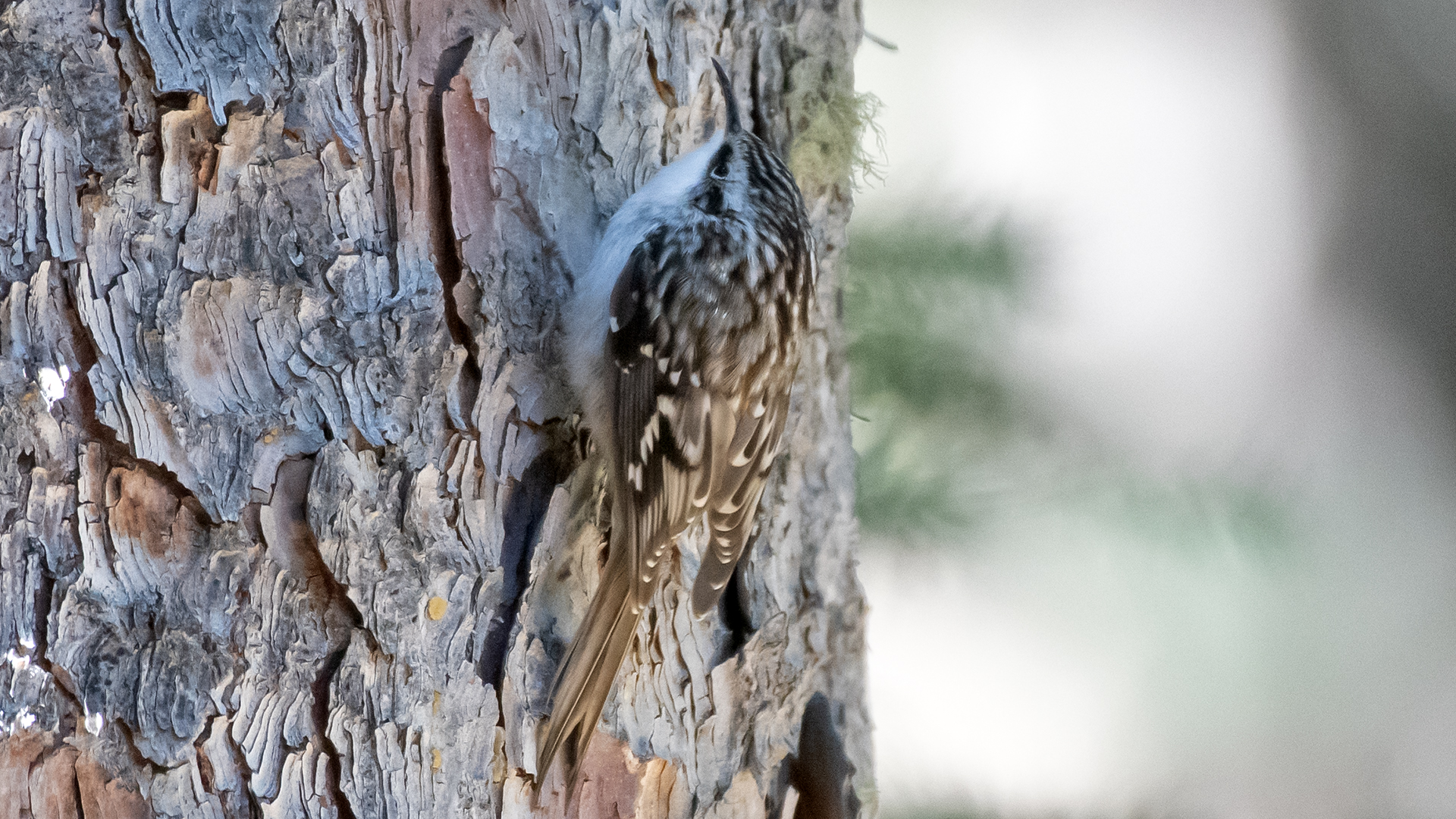 Upper Sandia Mountains, September 2025