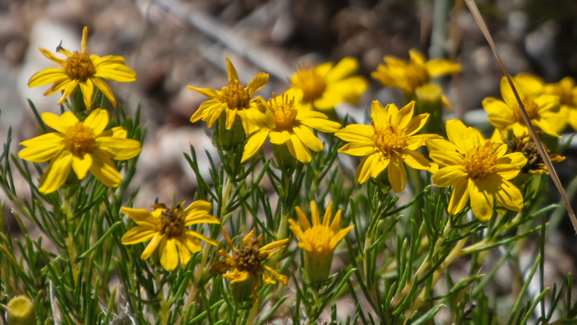 Placitas, June 2024