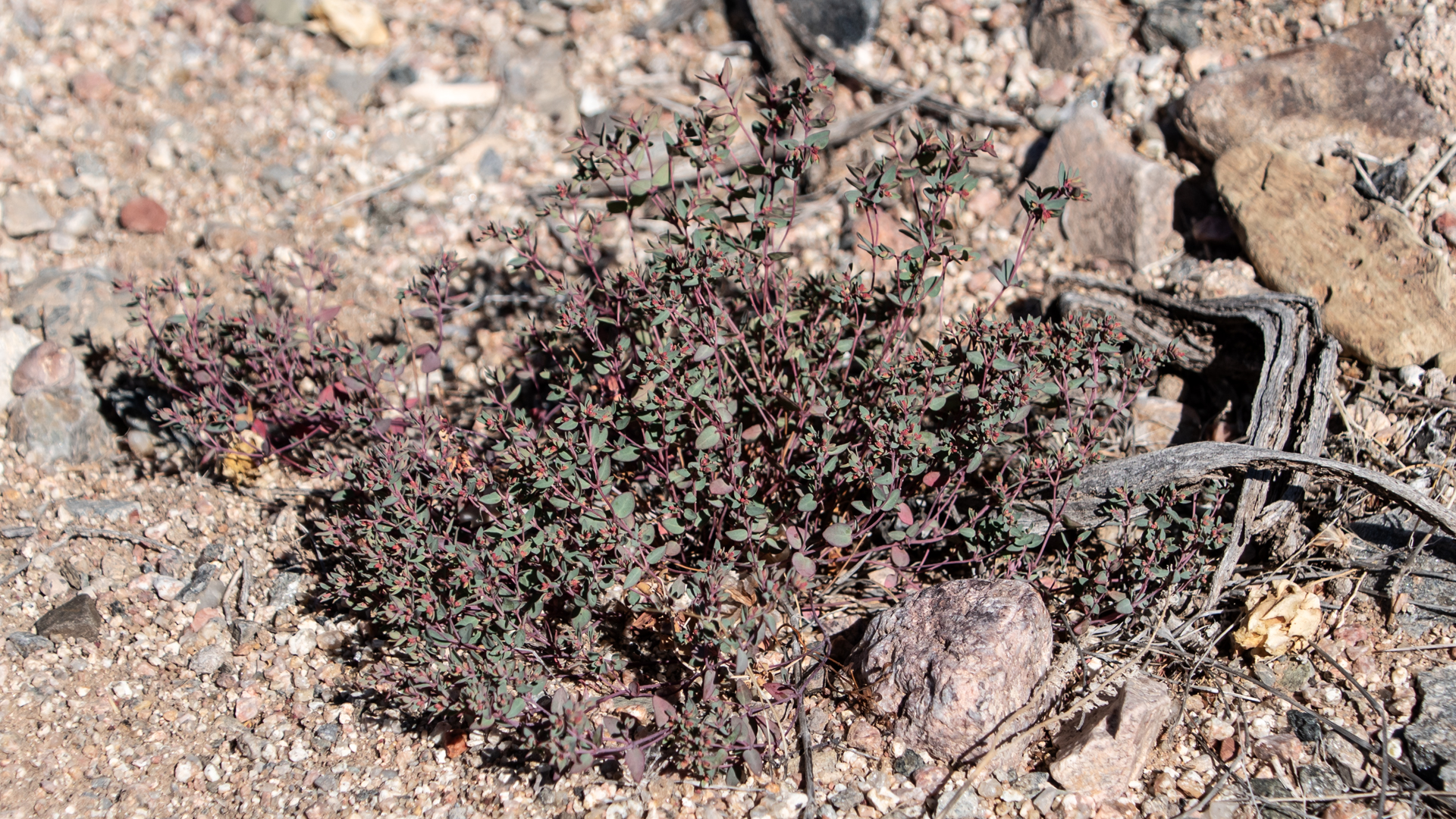 Placitas, June 2024