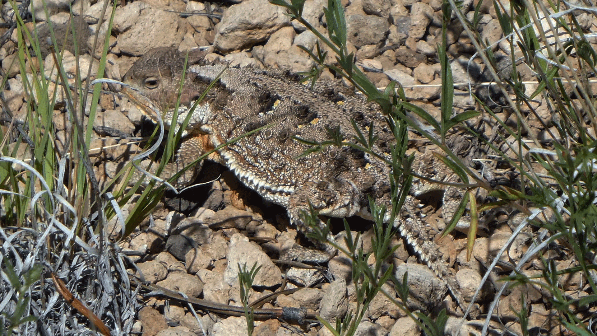 Jemez Mountains, July 2019