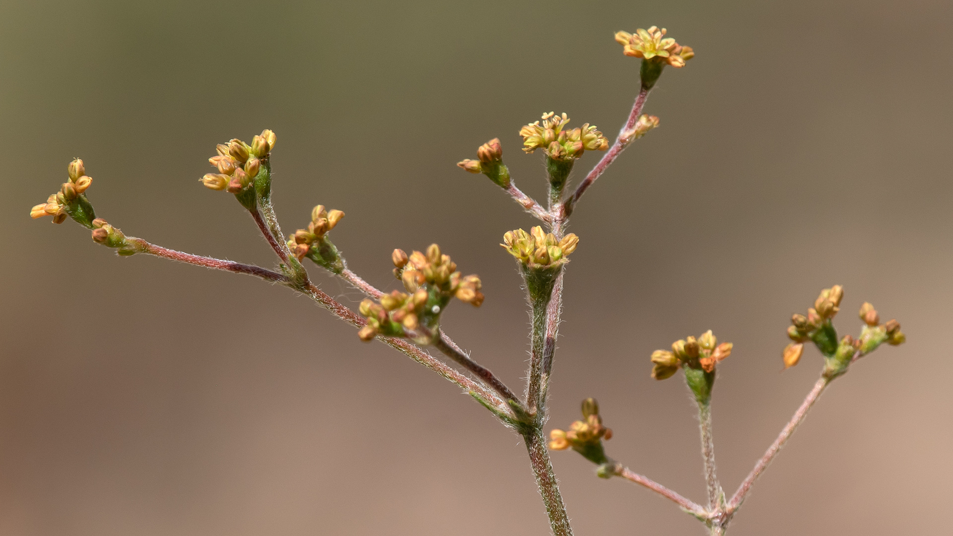 Sabino Canyon Open Space, June 2023