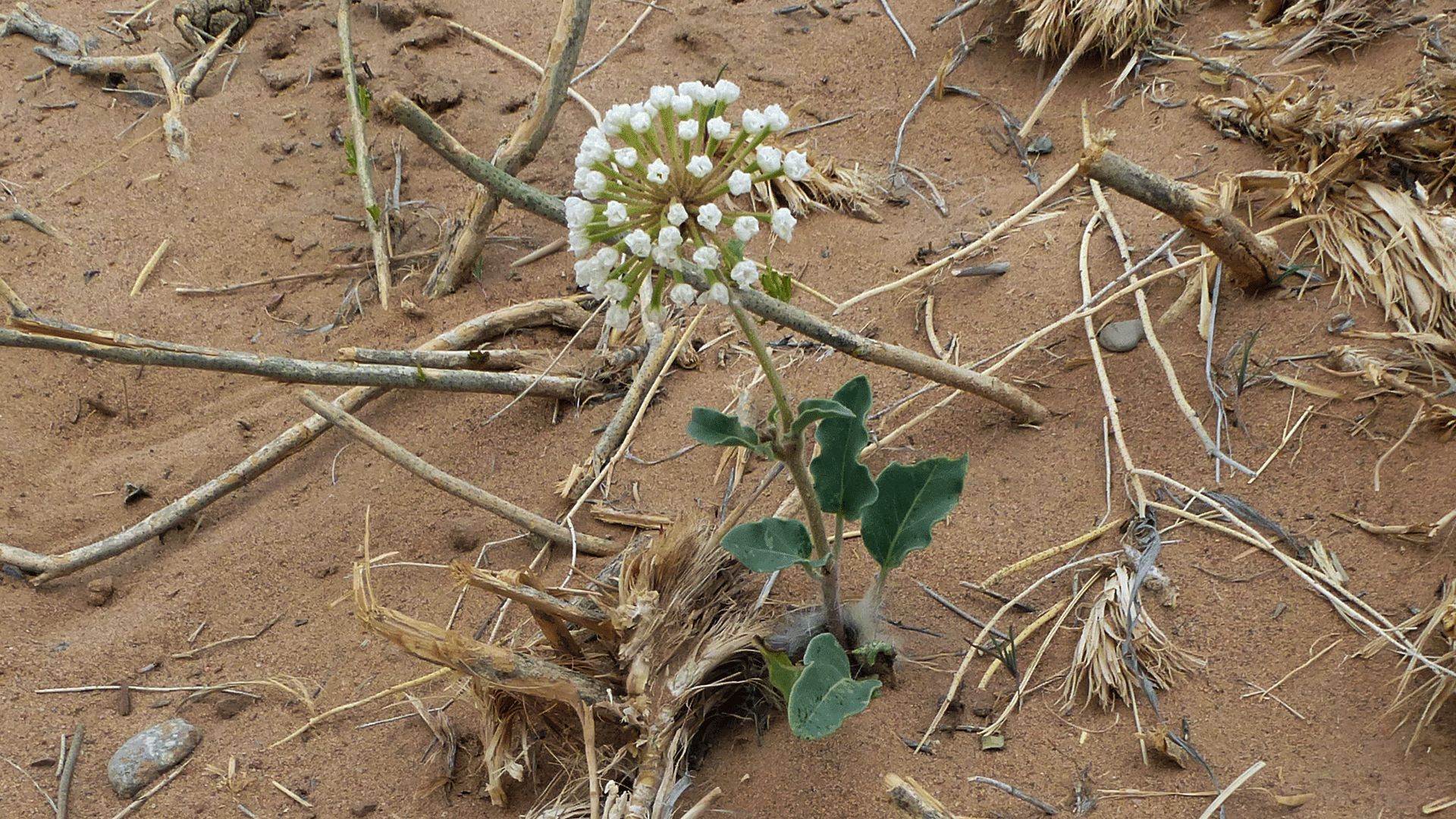 Rio Grande Bosque, Albuquerque, May 2016