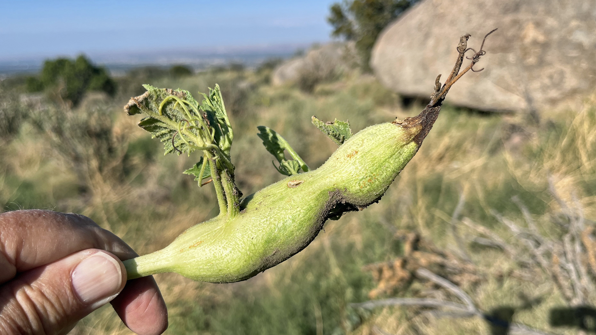 Sandia Mountains west foothills, August 2025