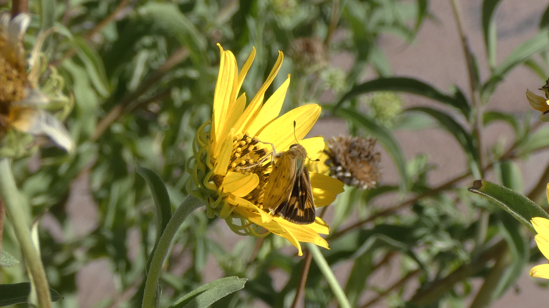 Female, Albuquerque, August 2020