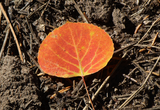 red aspen leaf, Calaveras Canyon, Jemez Mountains, Santa Fe National Forest, New Mexico