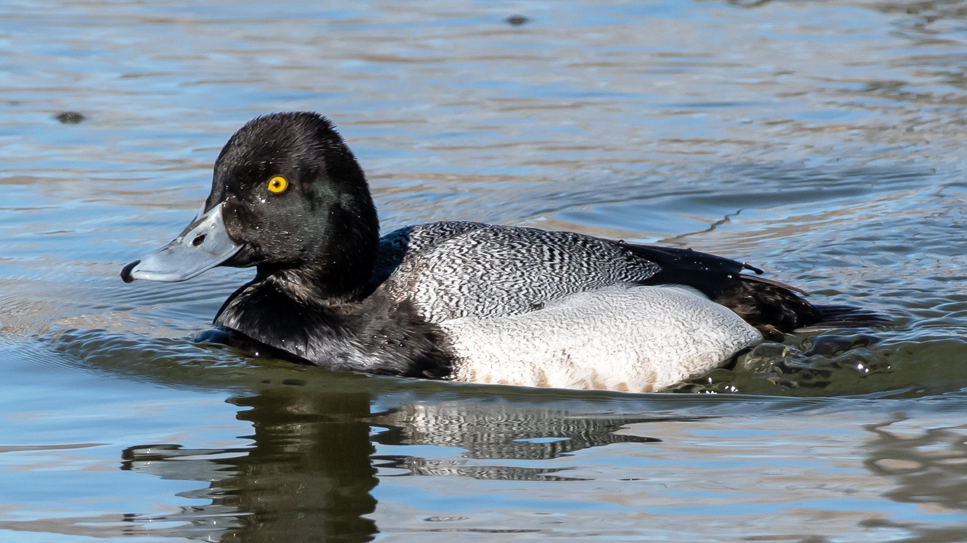 Male, Tingley Beach, Albuquerque, February 2023