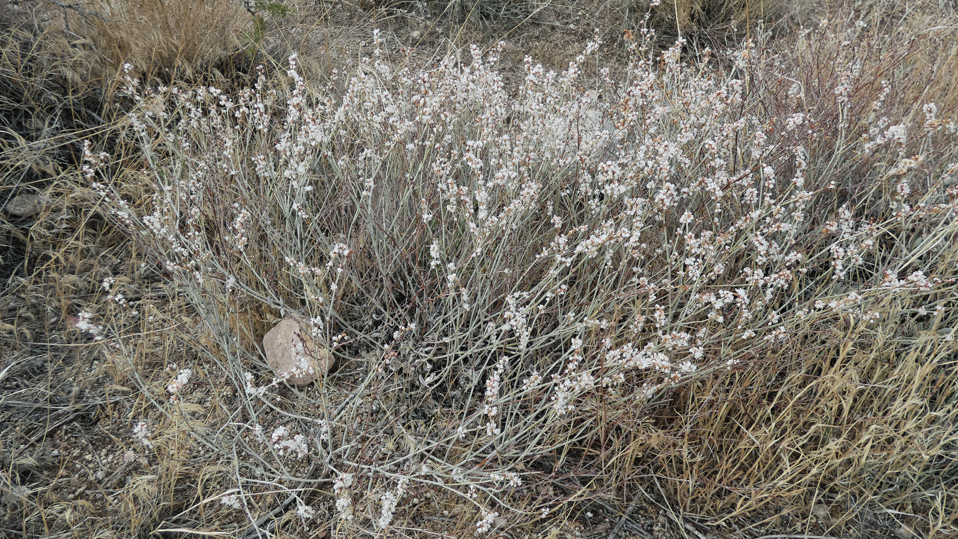 Sandia Mountains west foothills, August 2020