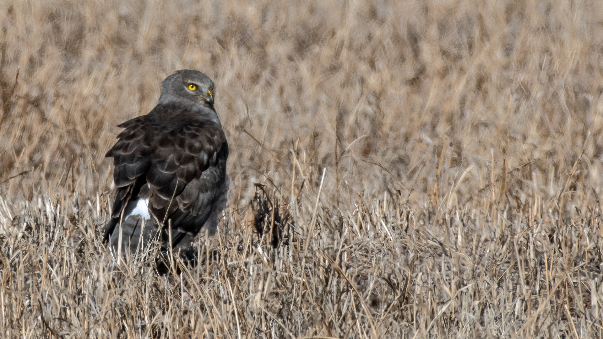 Male, Los Poblanos Open Space, January 2024