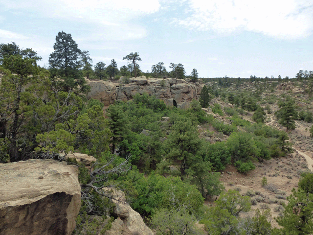 Arroyo Jarido, canyon, spring, pine trees, Mesa Portales, BLM land near Cuba, New Mexico