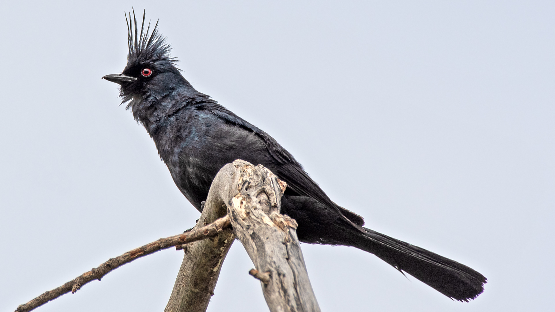 Male, Rio Grande Bosque, San Acacia, July 2025