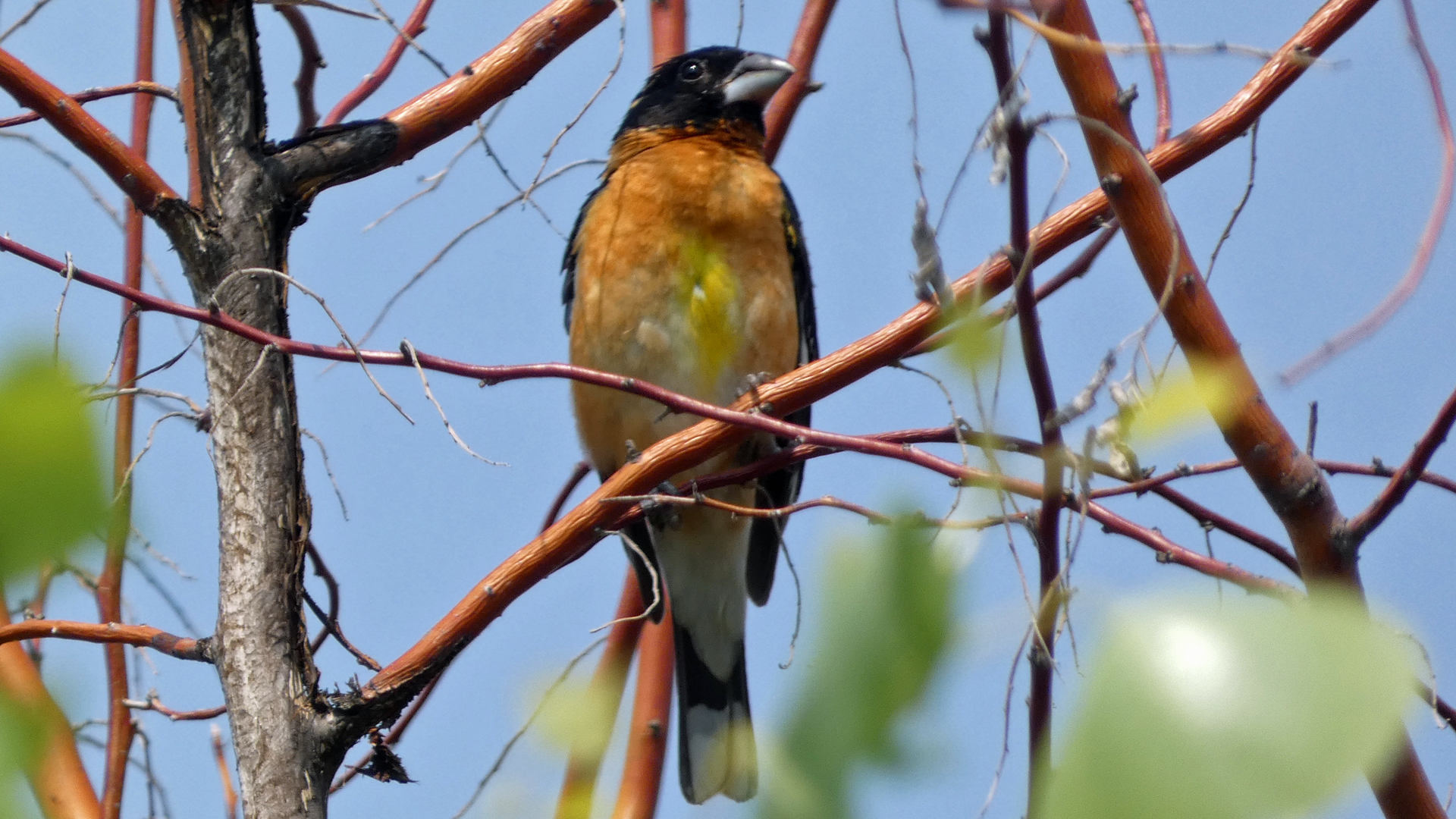 Male, Rio Grande Bosque, Albuquerque, July 2021