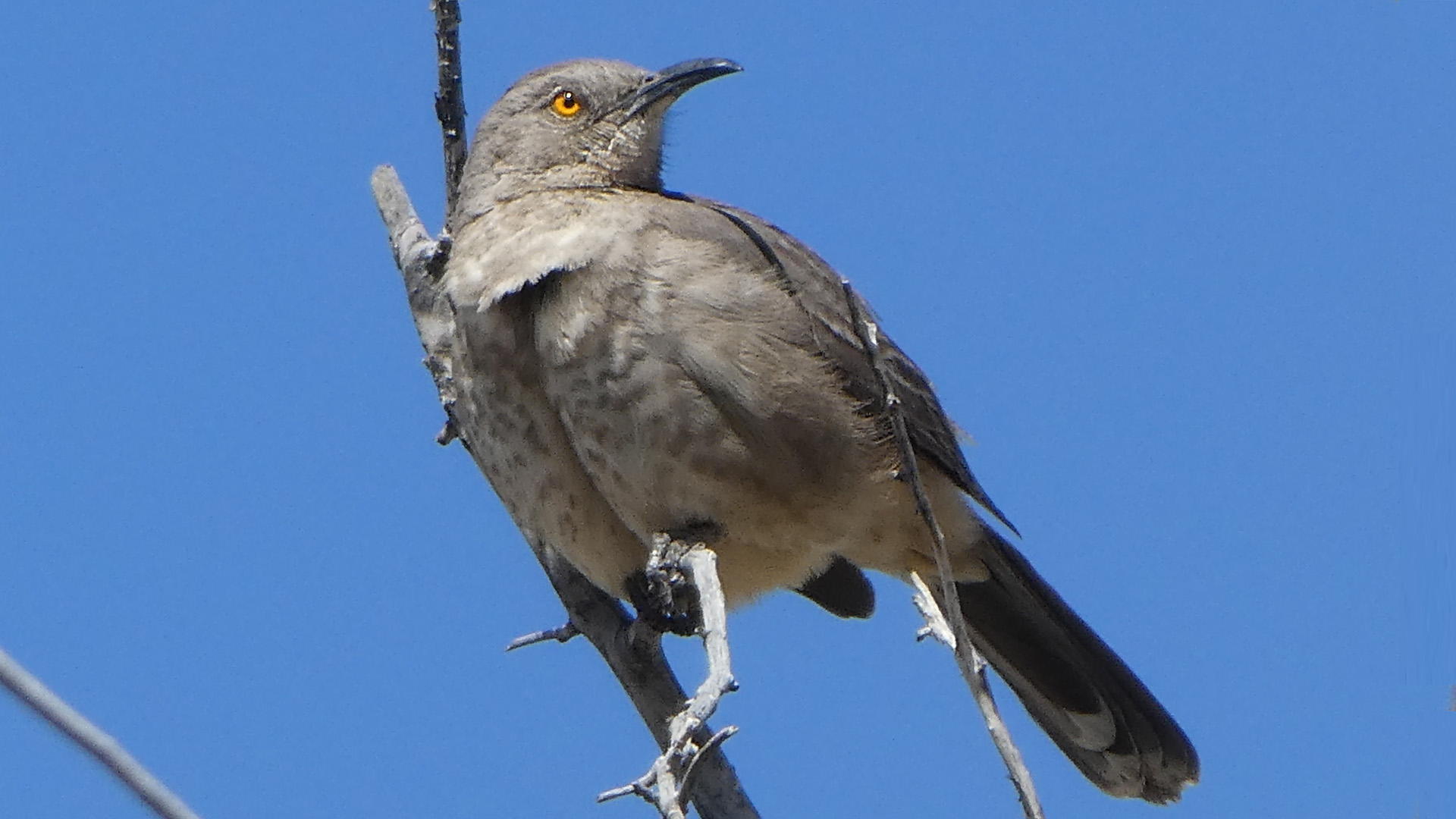 Albuquerque, April 2020