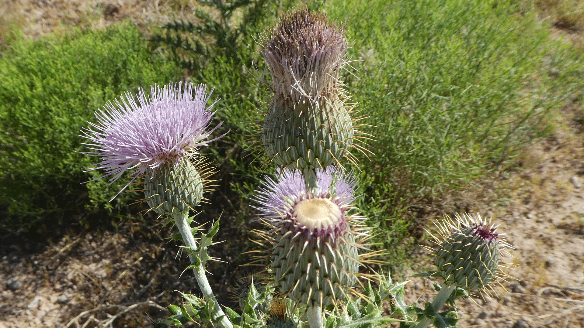 Albuquerque, June 2020