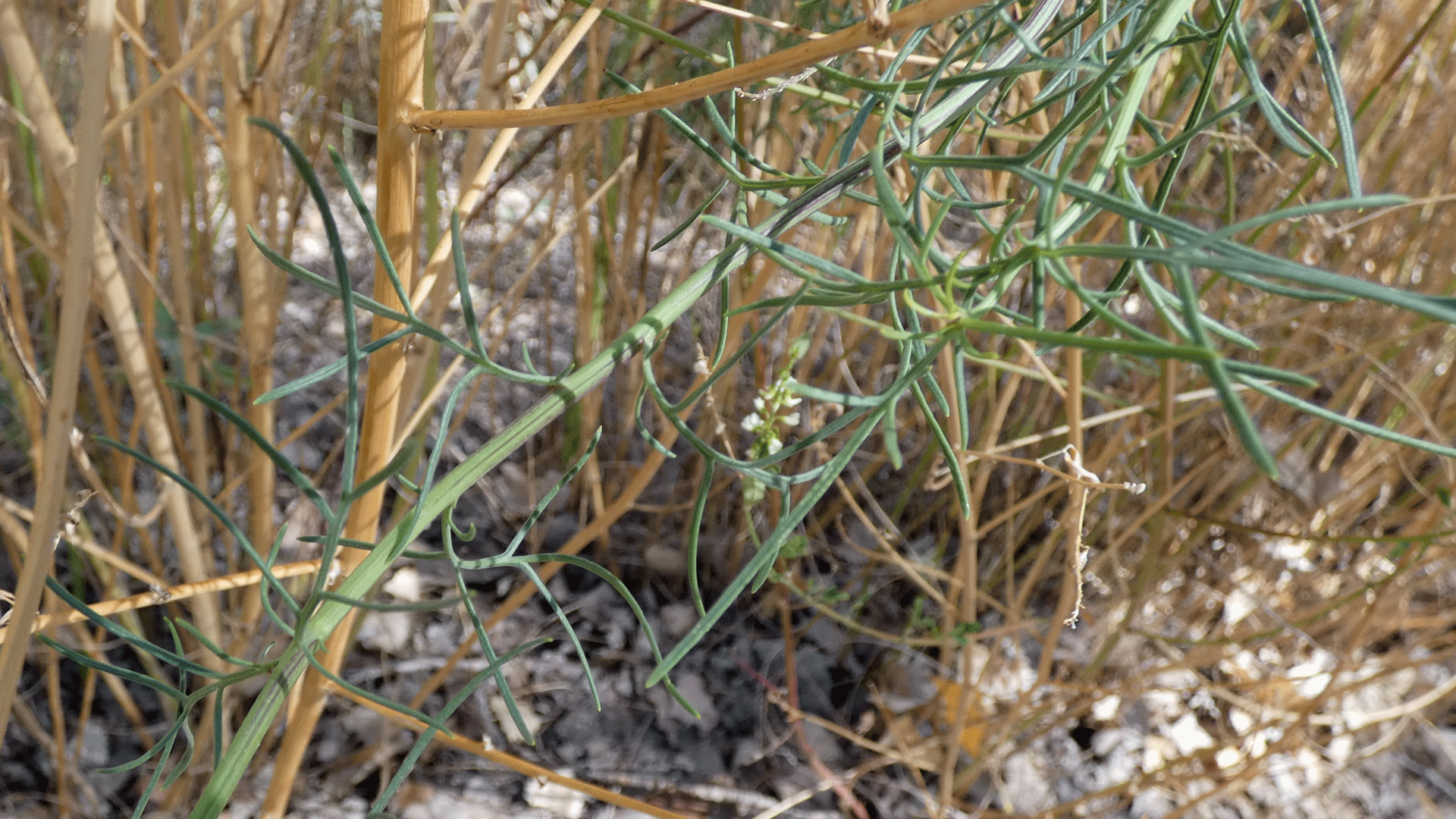 Rio Grande Bosque, Albuquerque, October 2020