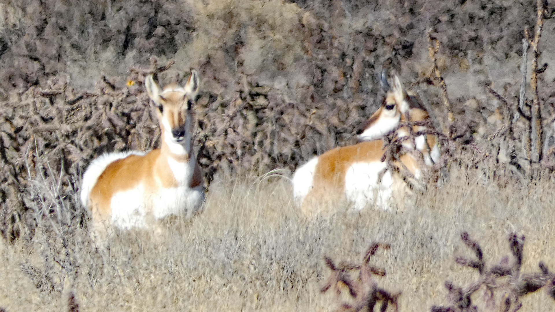 Cabezon area, January 2023