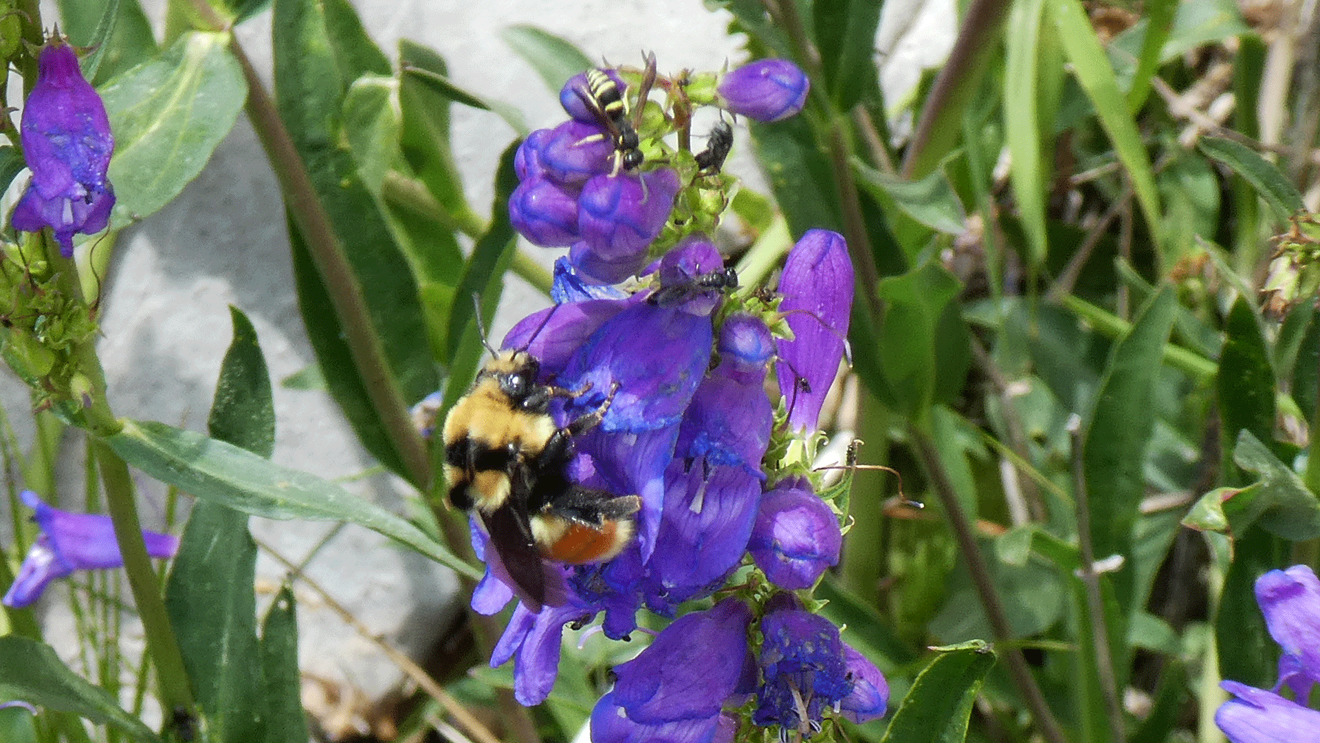 On penstemon, upper Sandia Mountains, July 2020