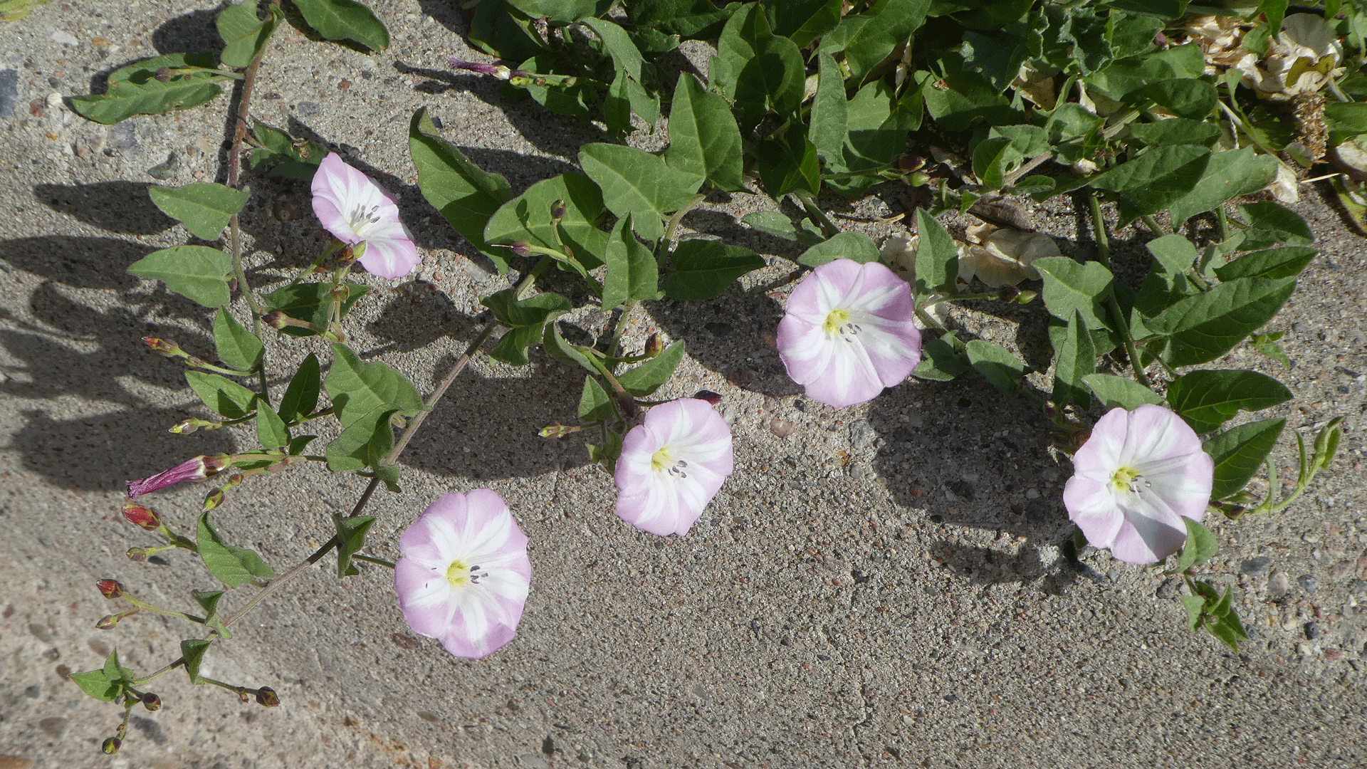 Albuquerque, April 2020