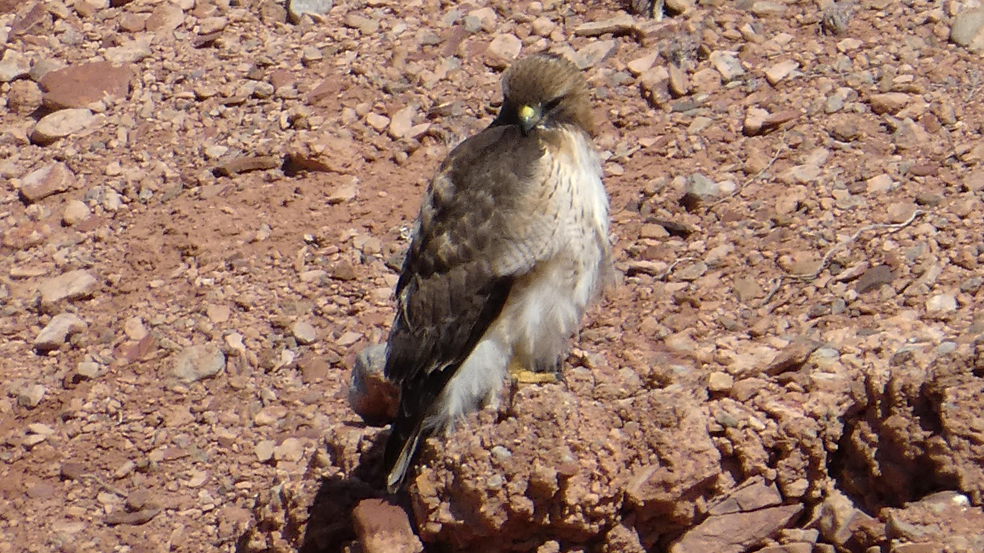 Juvenile, Quebradas Byway, February 2019
