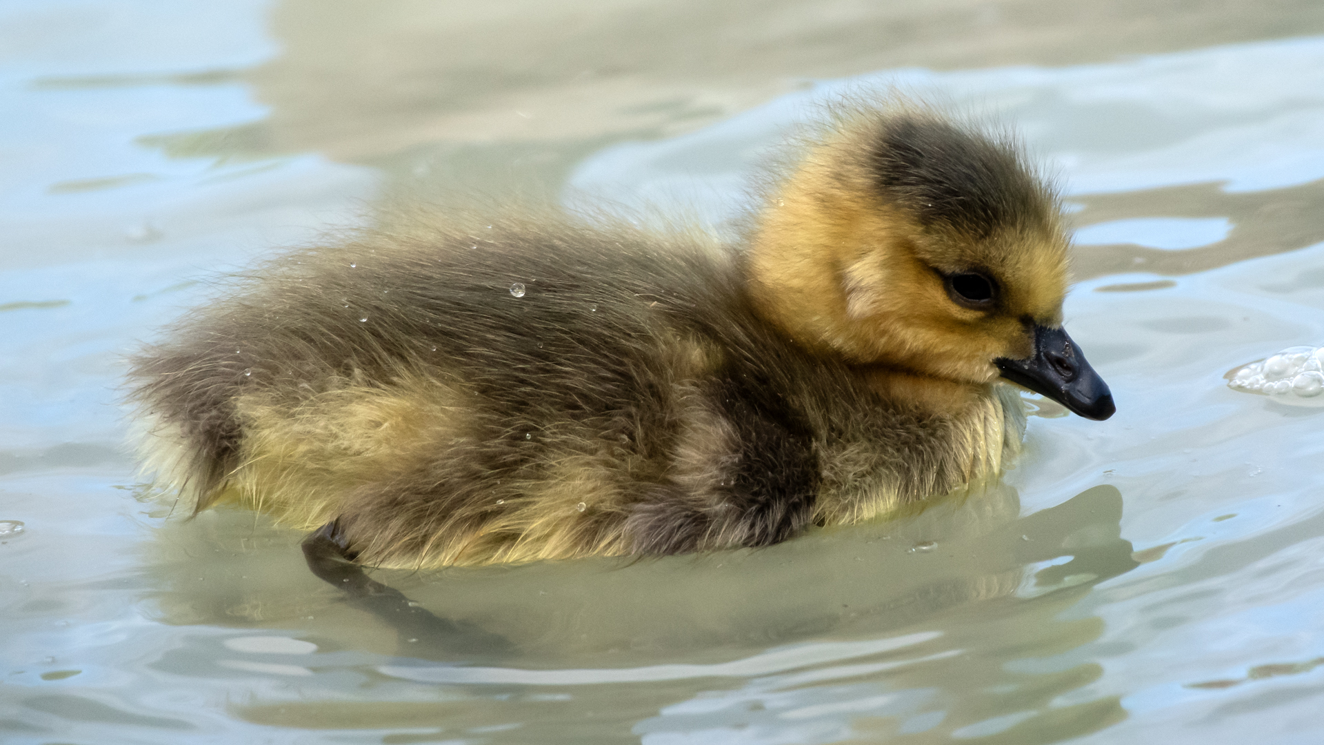 Gosling, Rio Grande Bosque, Albuquerque, May 2025