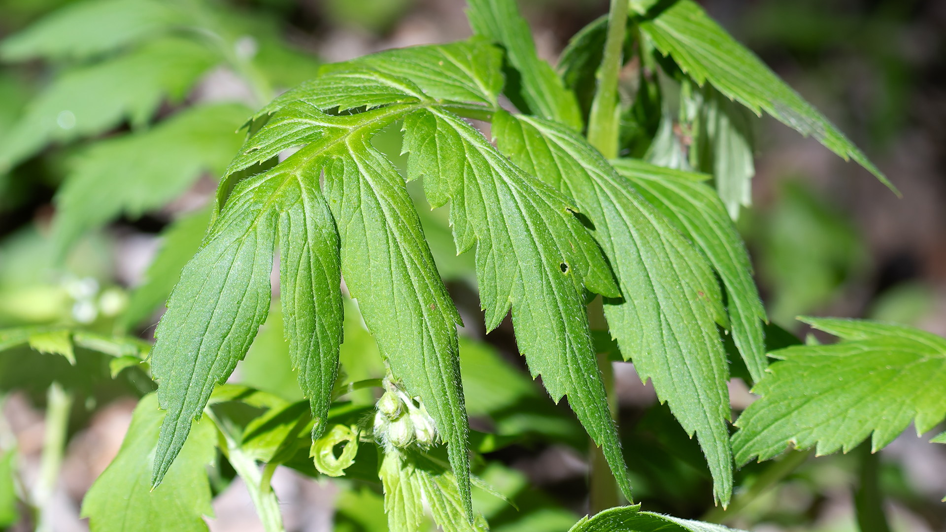 Leaves, Sandia Mountains, June 2026