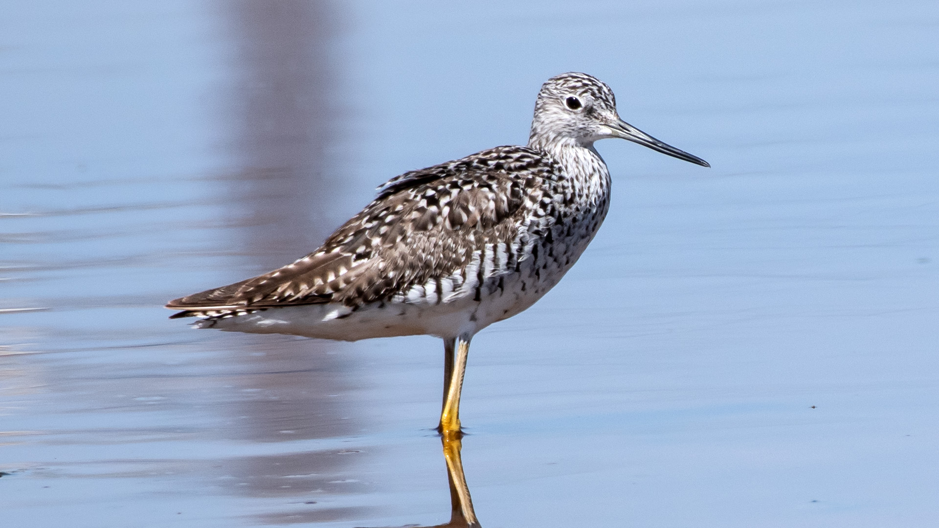 Belen Marsh, April 2025