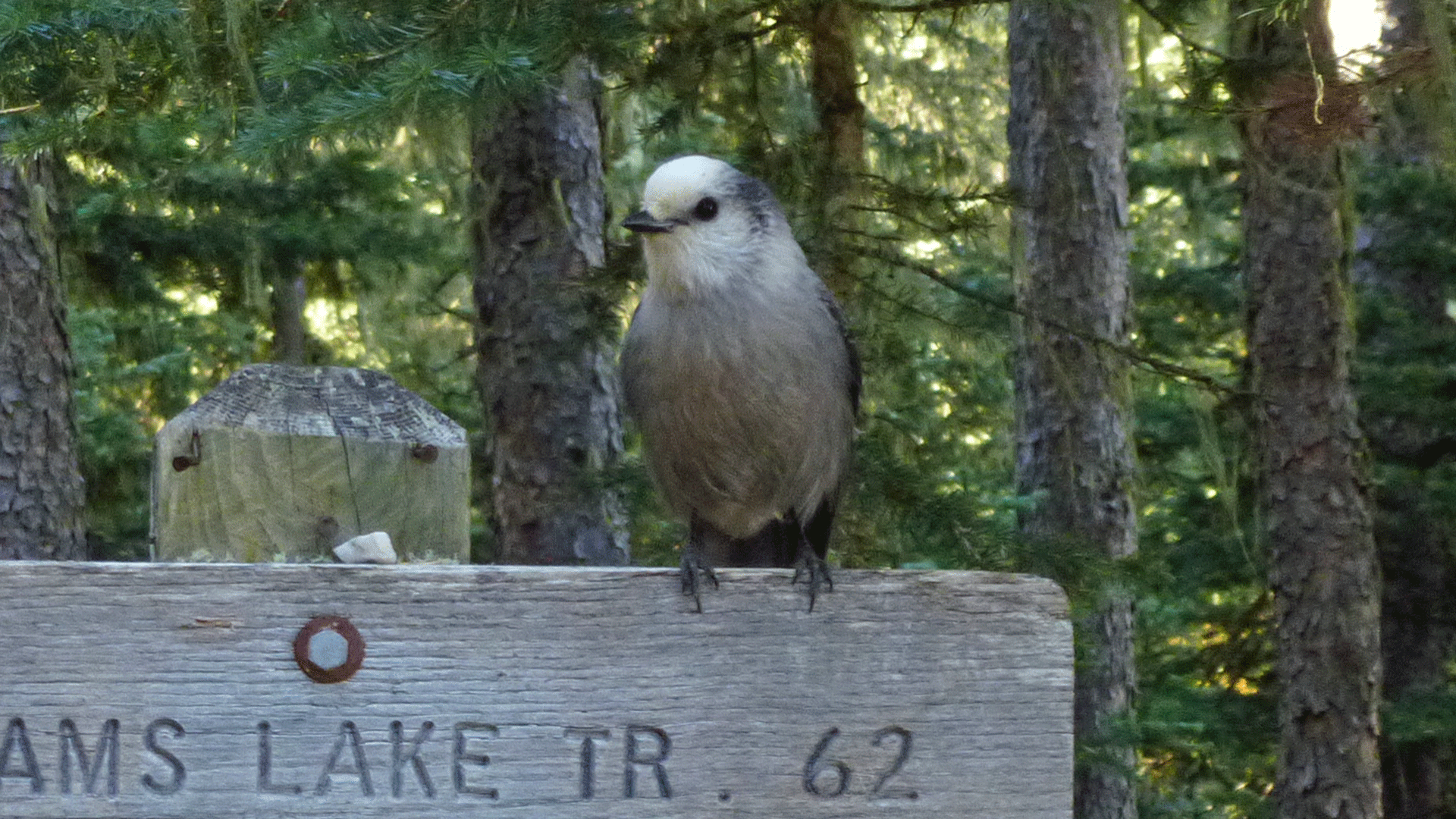 Williams Lake Trail, Taos Ski Valley, October 2016