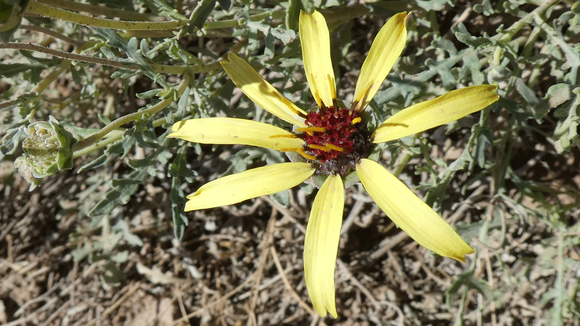 Albuquerque, July 2020