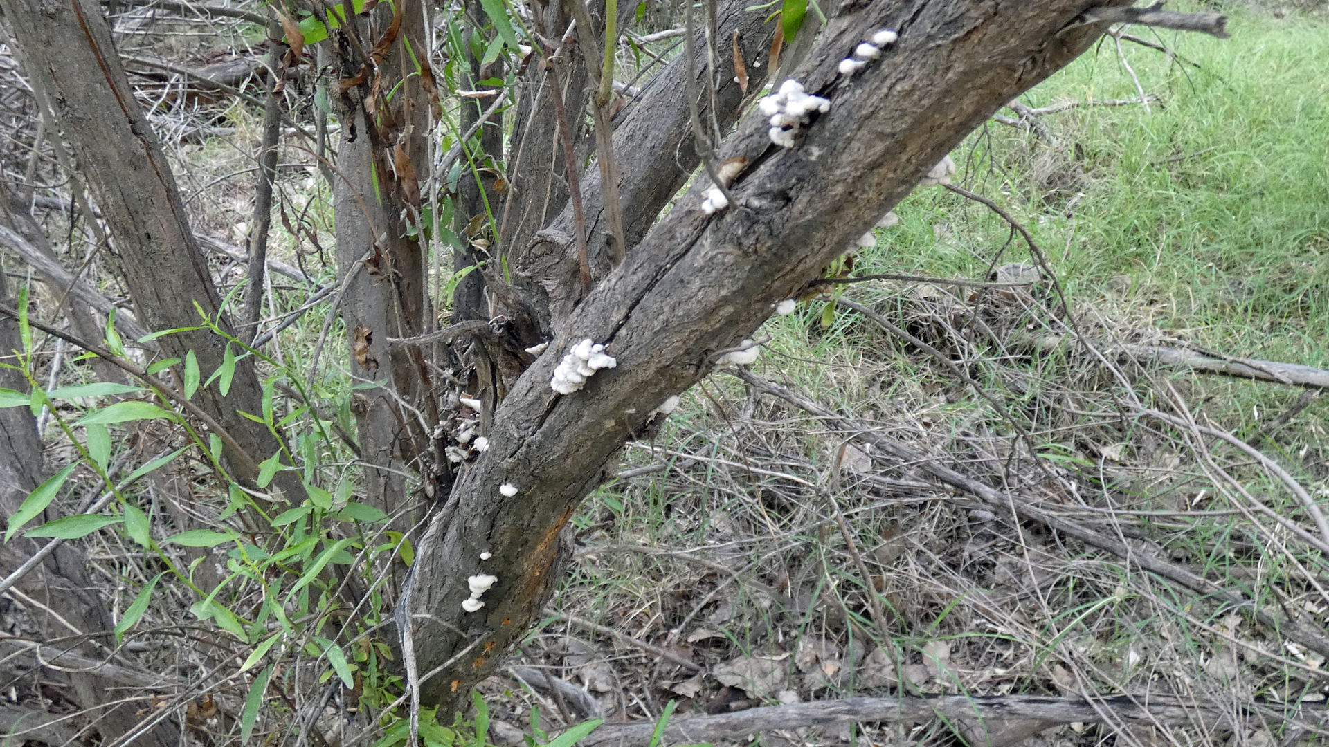 Rio Grande Bosque, Albuquerque, August 2022