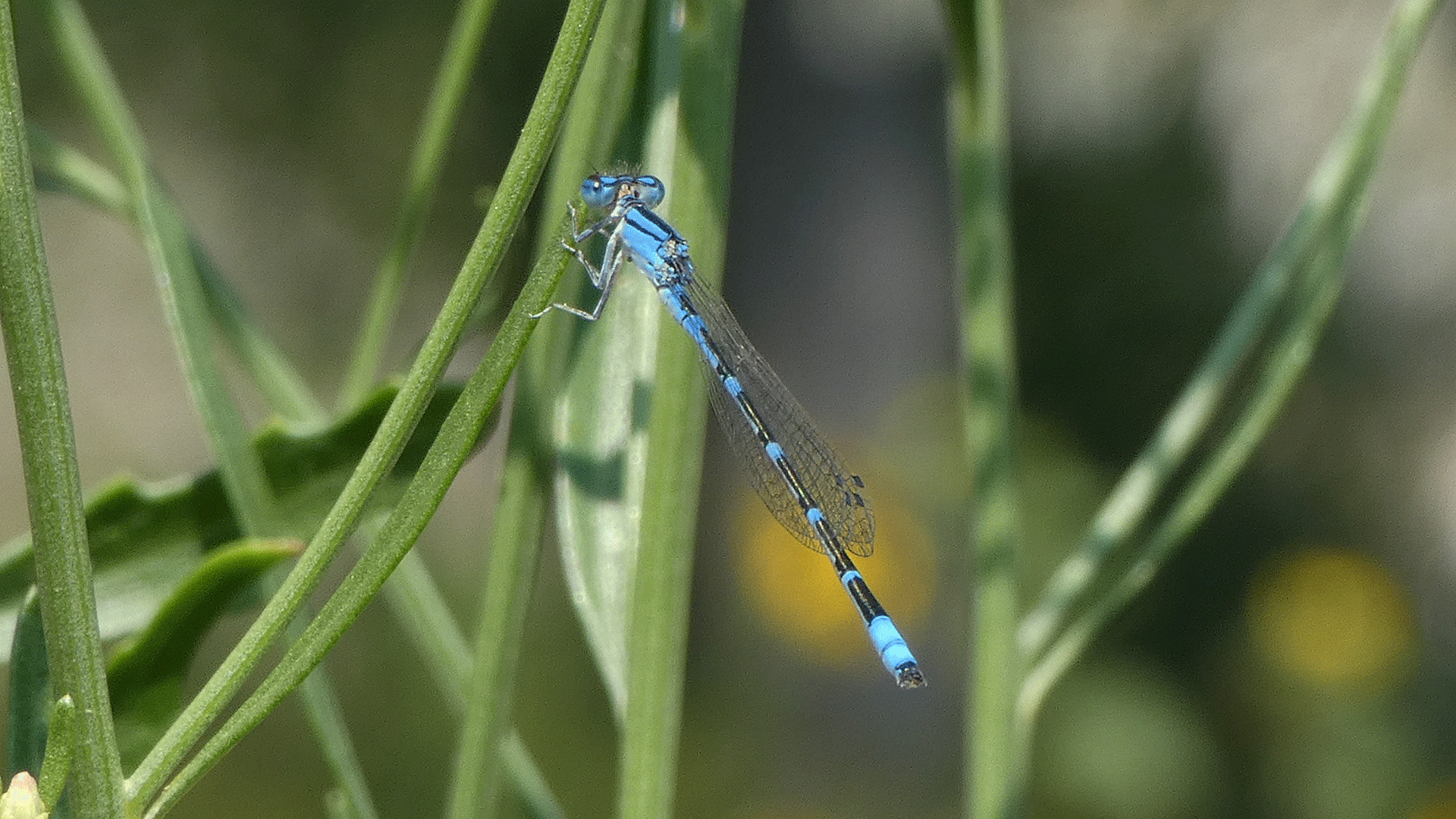 Male, Rio Grande Bosque, Albuquerque, August 2020