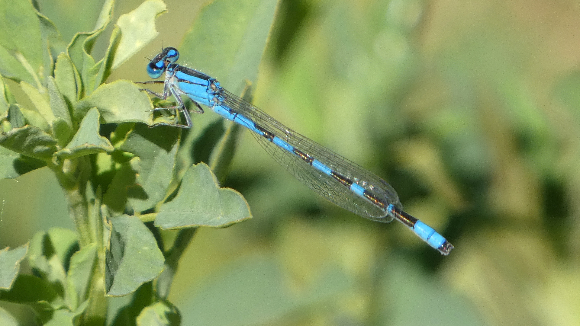 Male, Rio Grande Bosque, Albuquerque, May 2022