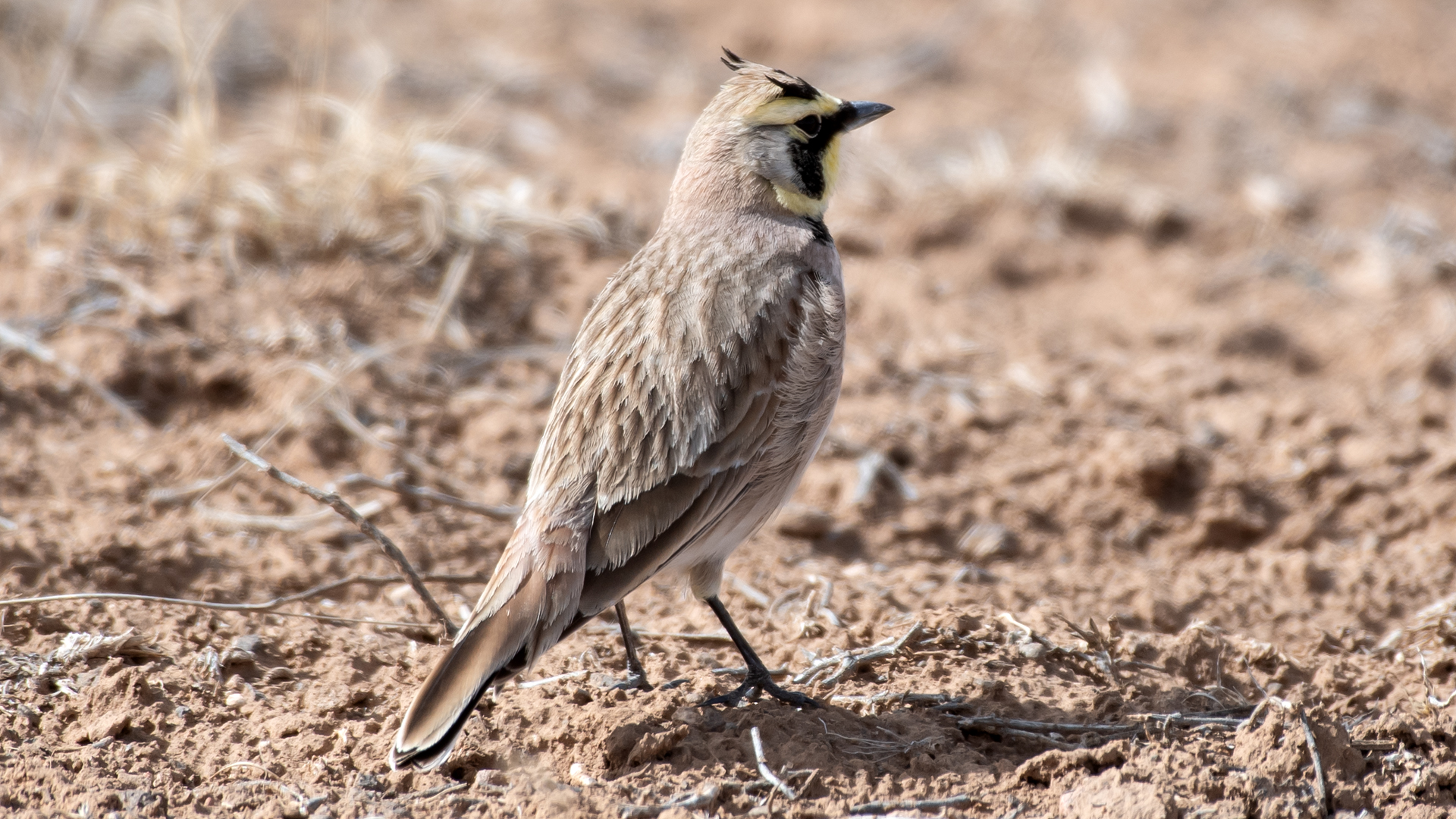 Male, Caja del Rio IBA, February 2026