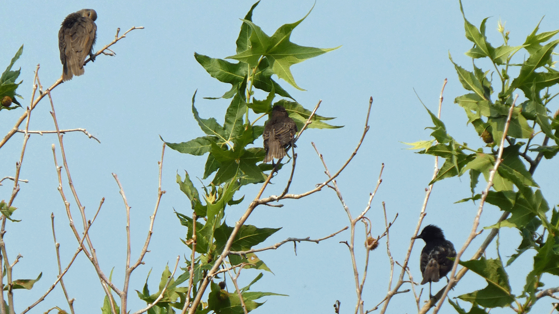 Two juveniles and adult, Albuquerque, June 2020