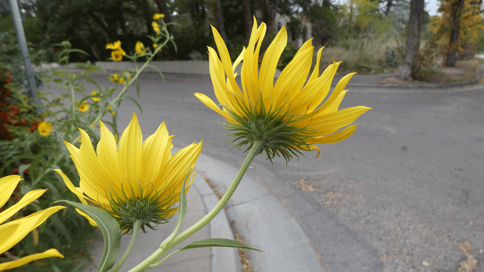 Albuquerque, October 2020