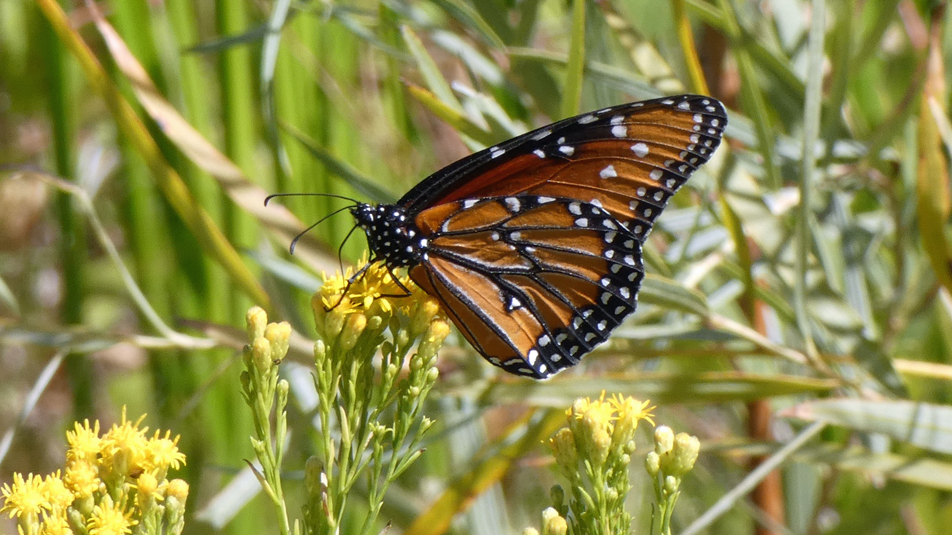 Male on Western Goldentop, Rio Grande Bosque, Albuquerque, October 2020