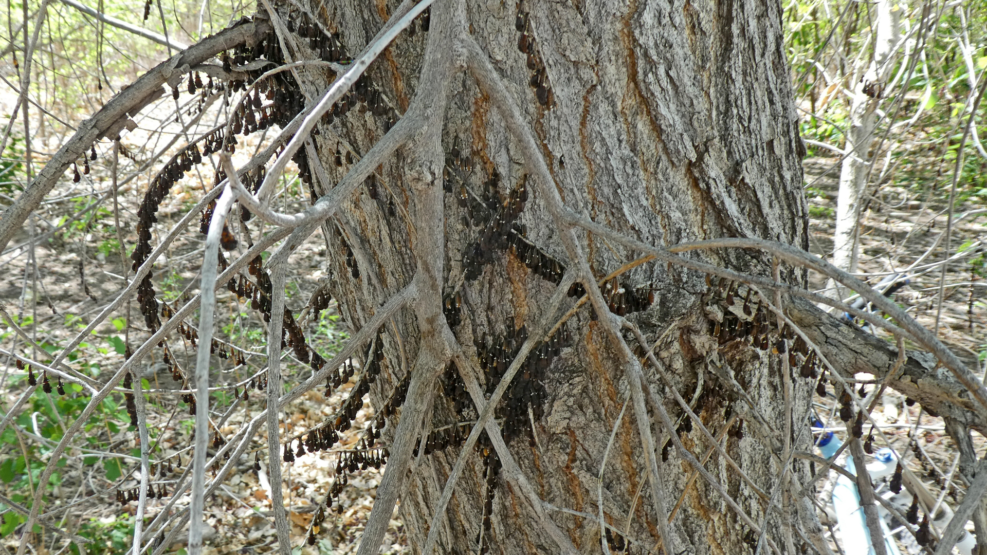 Larvae and pupae, Rio Grande Bosque, Albuquerque, May 2021