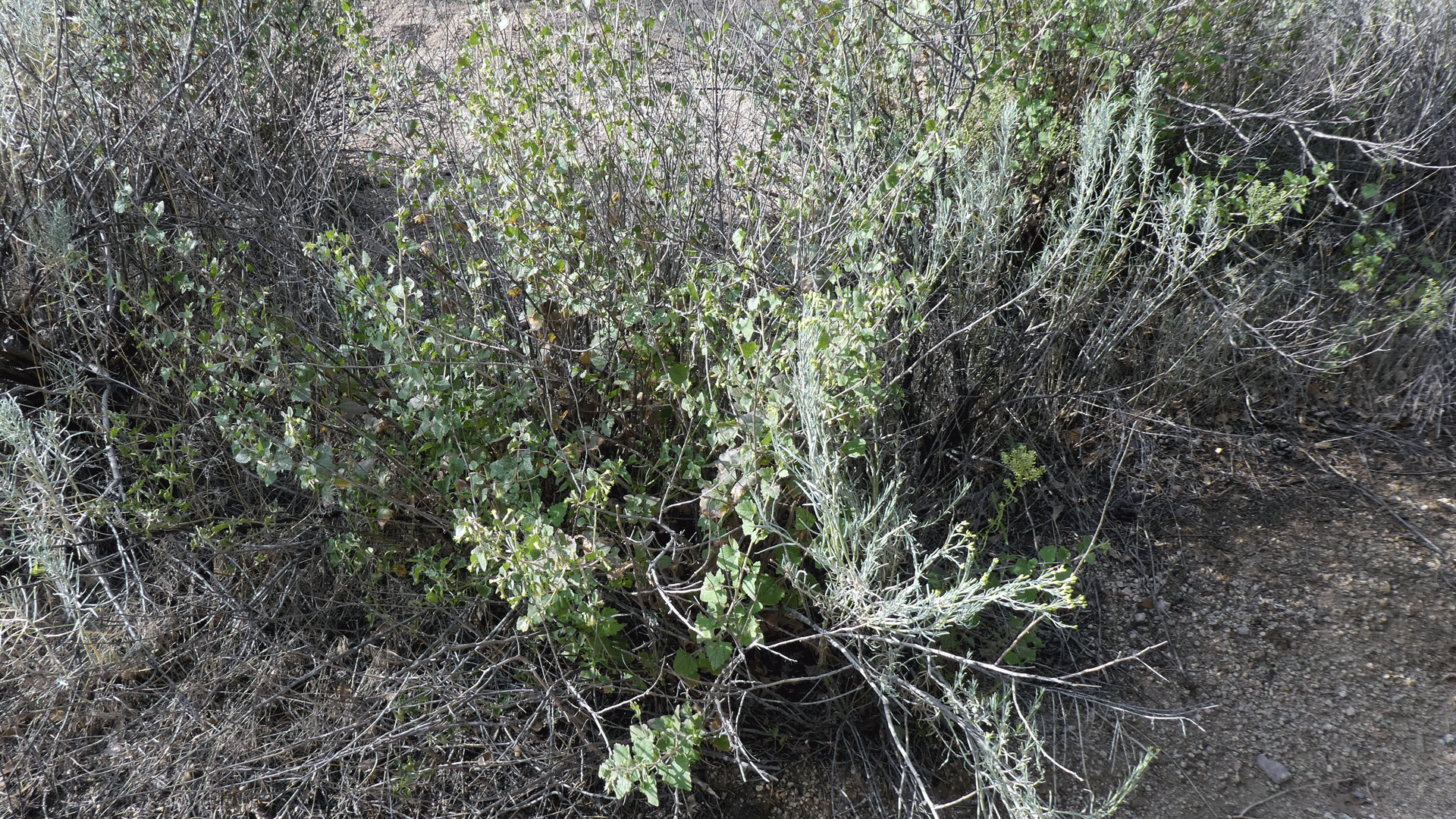 Sandia Mountains, September 2020