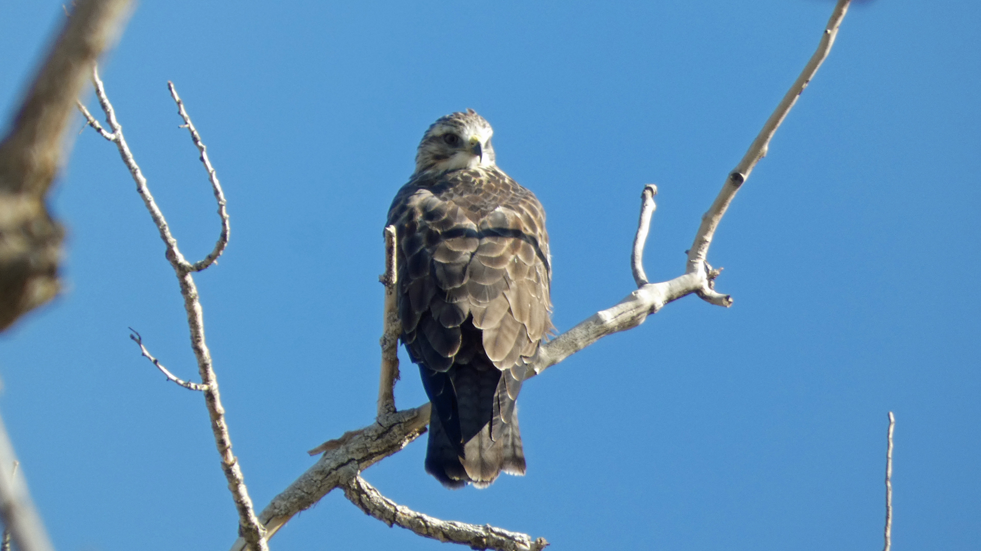 Juvenile, Rio Grande Bosque, Albuquerque, September 2021