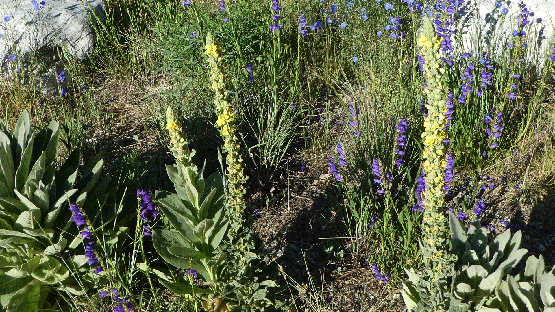 Sandia Mountains, June 2019