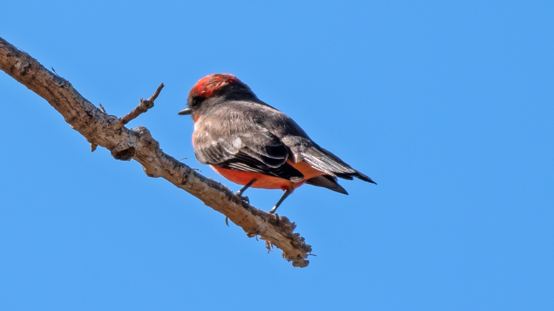 Near-adult male, Isleta Lakes, November 2023