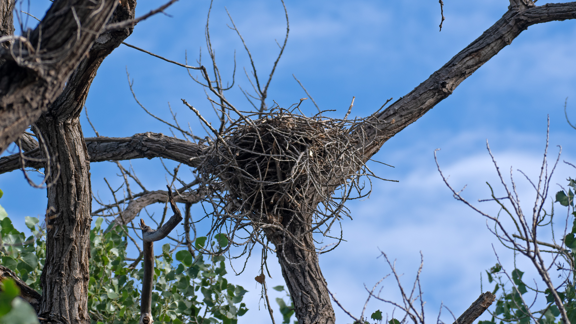 Nest, Rio Grande Bosque, Albuquerque, August 2025