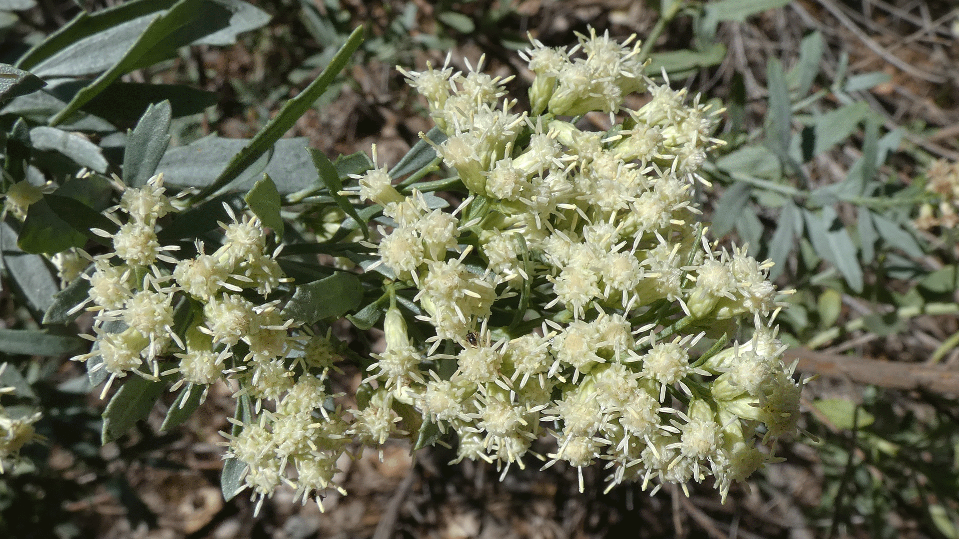 Male flowers, Rio Grande Bosque, Albuquerque, August 2020