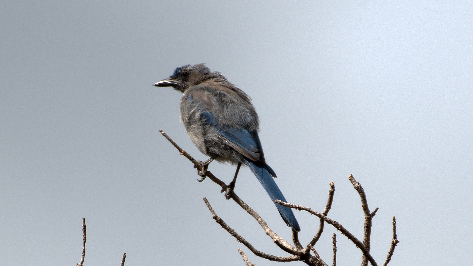 Juvenile, Sabino Canyon Open Space, July 2025