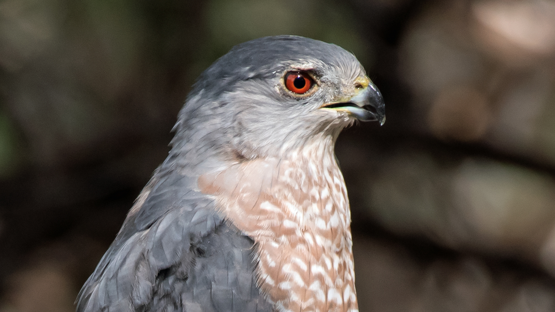 Adult, Rio Grande Nature Center, September 2023
