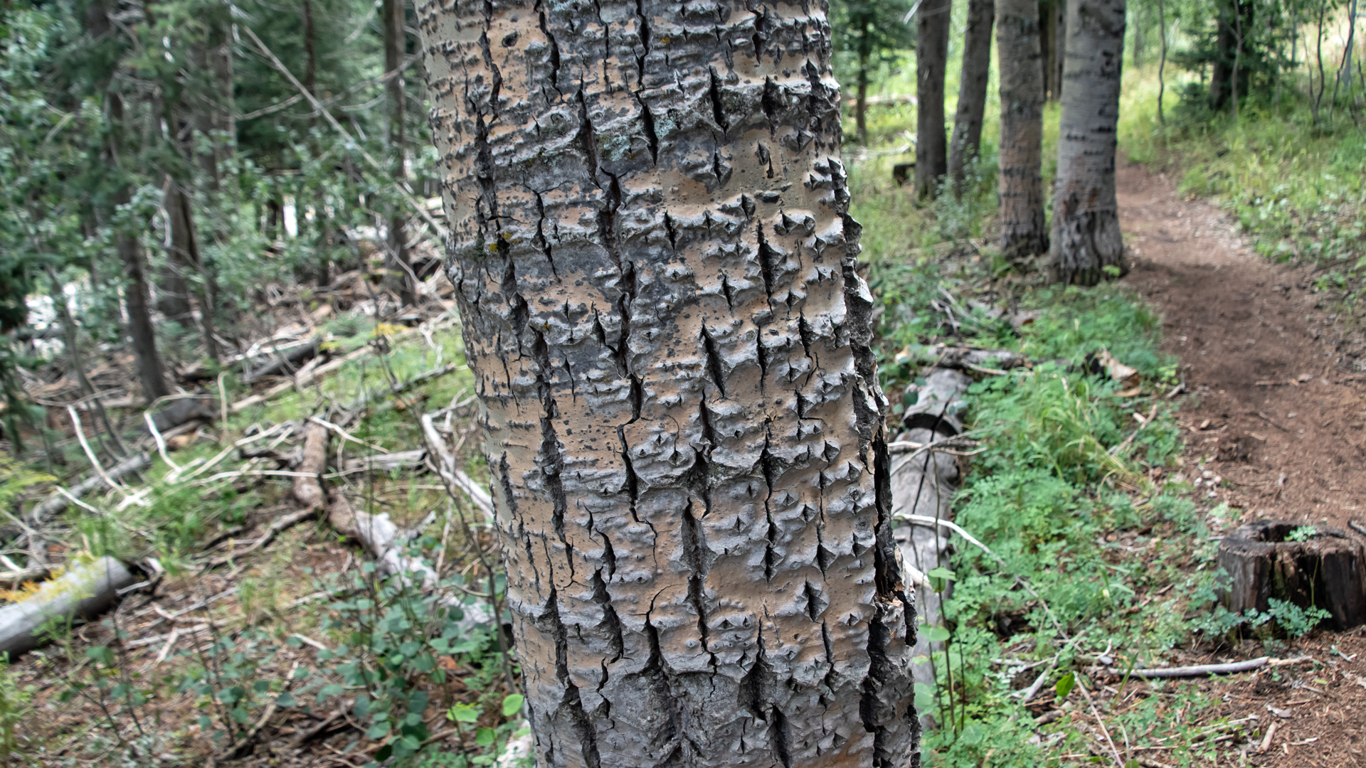 Older bark, upper Sandia Mountains, August 2023