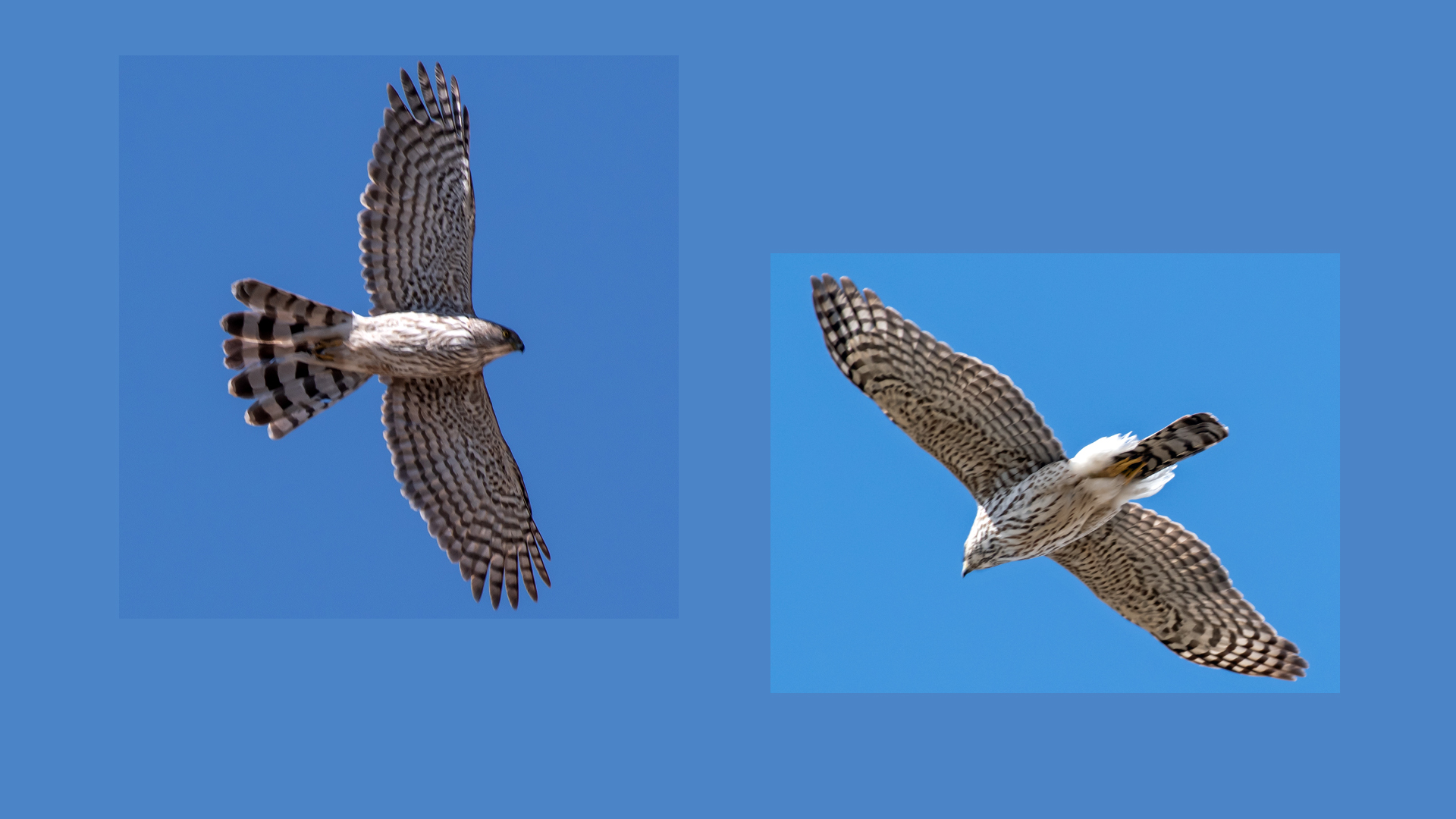 Immature, Albuquerque, February (L) and April (R) 2023