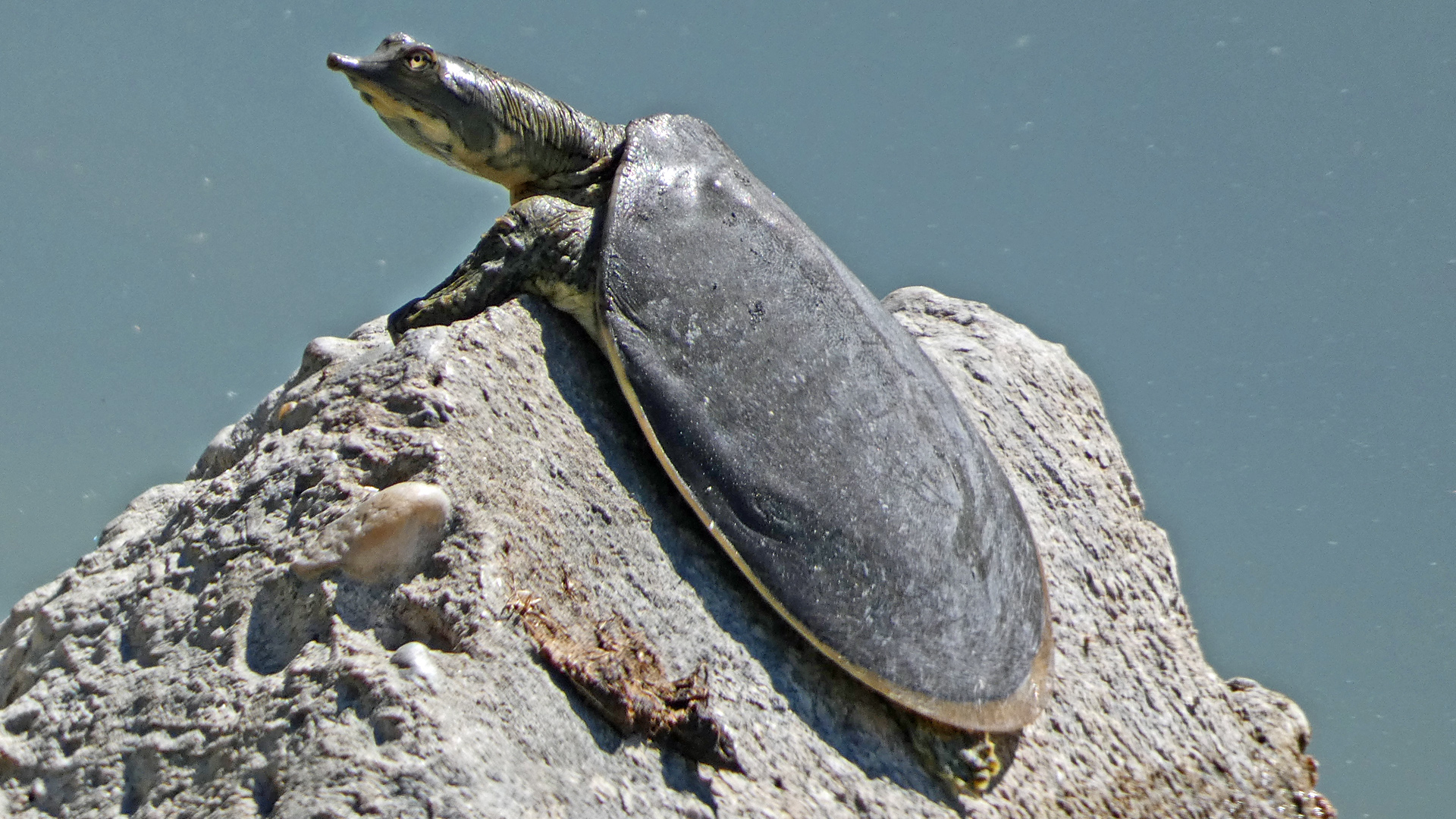 Immature, Rio Grande Bosque, Albuquerque, October 2022