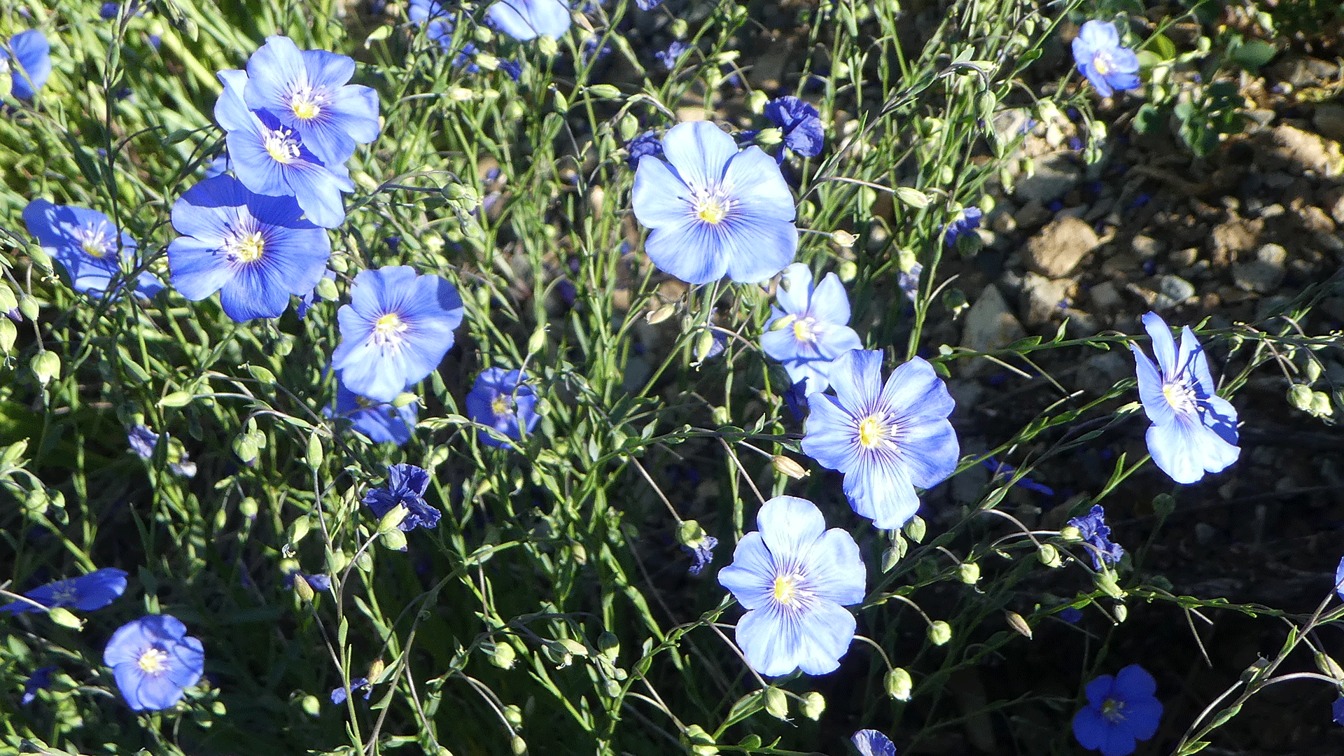 Sandia Mountains, June 2019